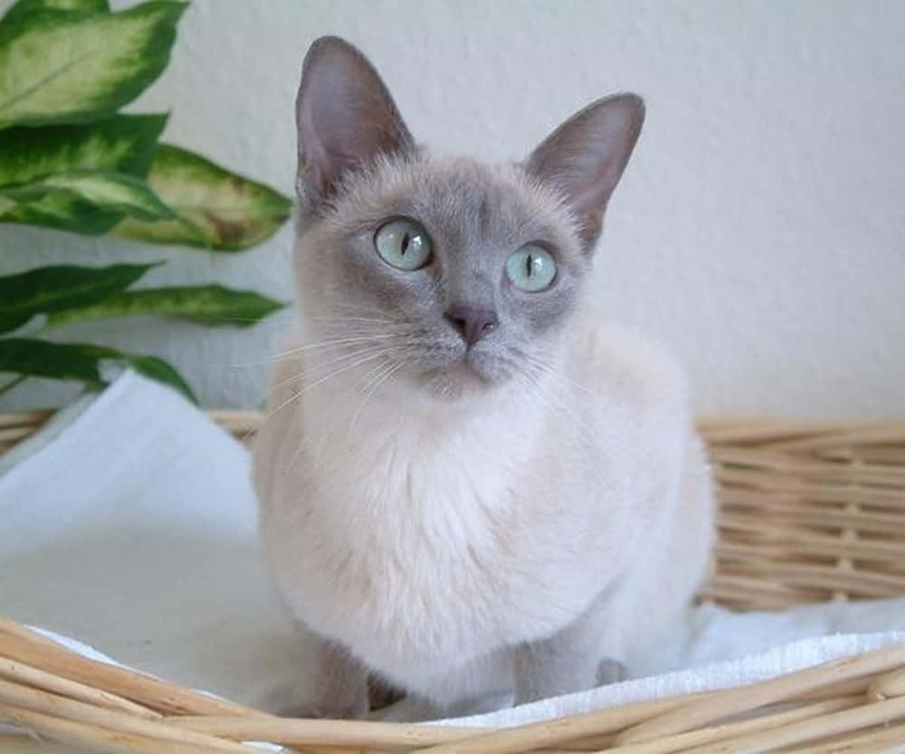 Adorable Tonkinese Cat Gazing Into The Distance Wallpaper