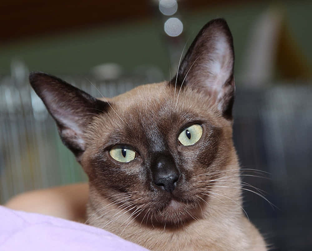 Adorable Tonkinese Cat Lounging On The Floor Wallpaper