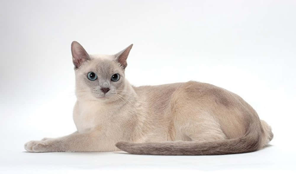 Adorable Tonkinese Cat Posing On A Balcony Wallpaper