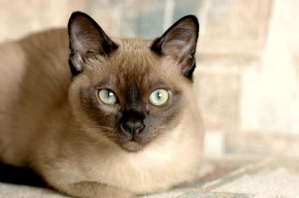 Adorable Tonkinese Cat Resting On A Floor Wallpaper