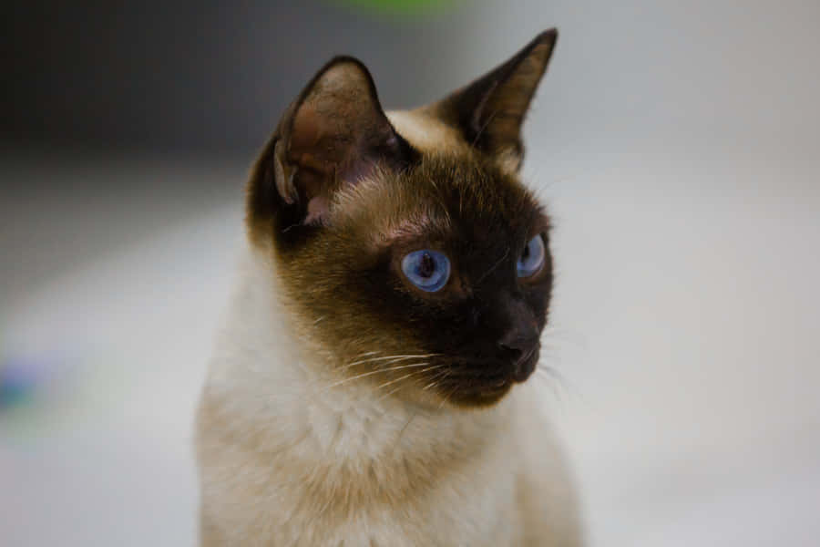 Adorable Toybob Cat Relaxing On A Cozy Blanket Wallpaper