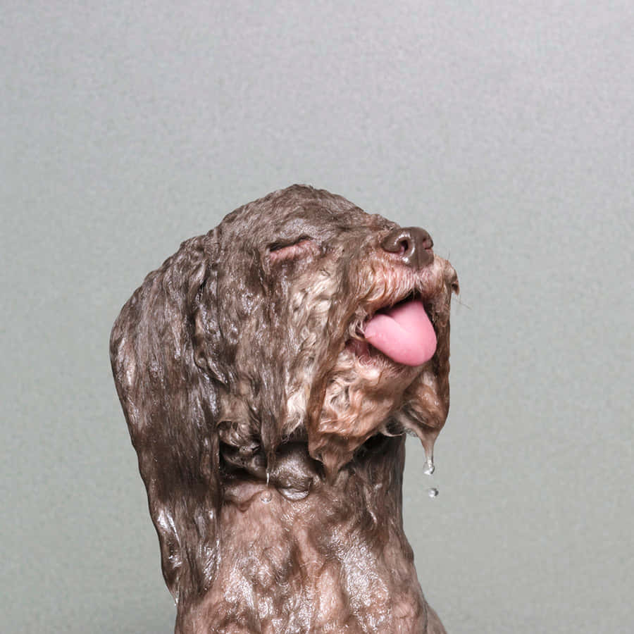 Adorable Wet Dog Shaking Off Water Wallpaper