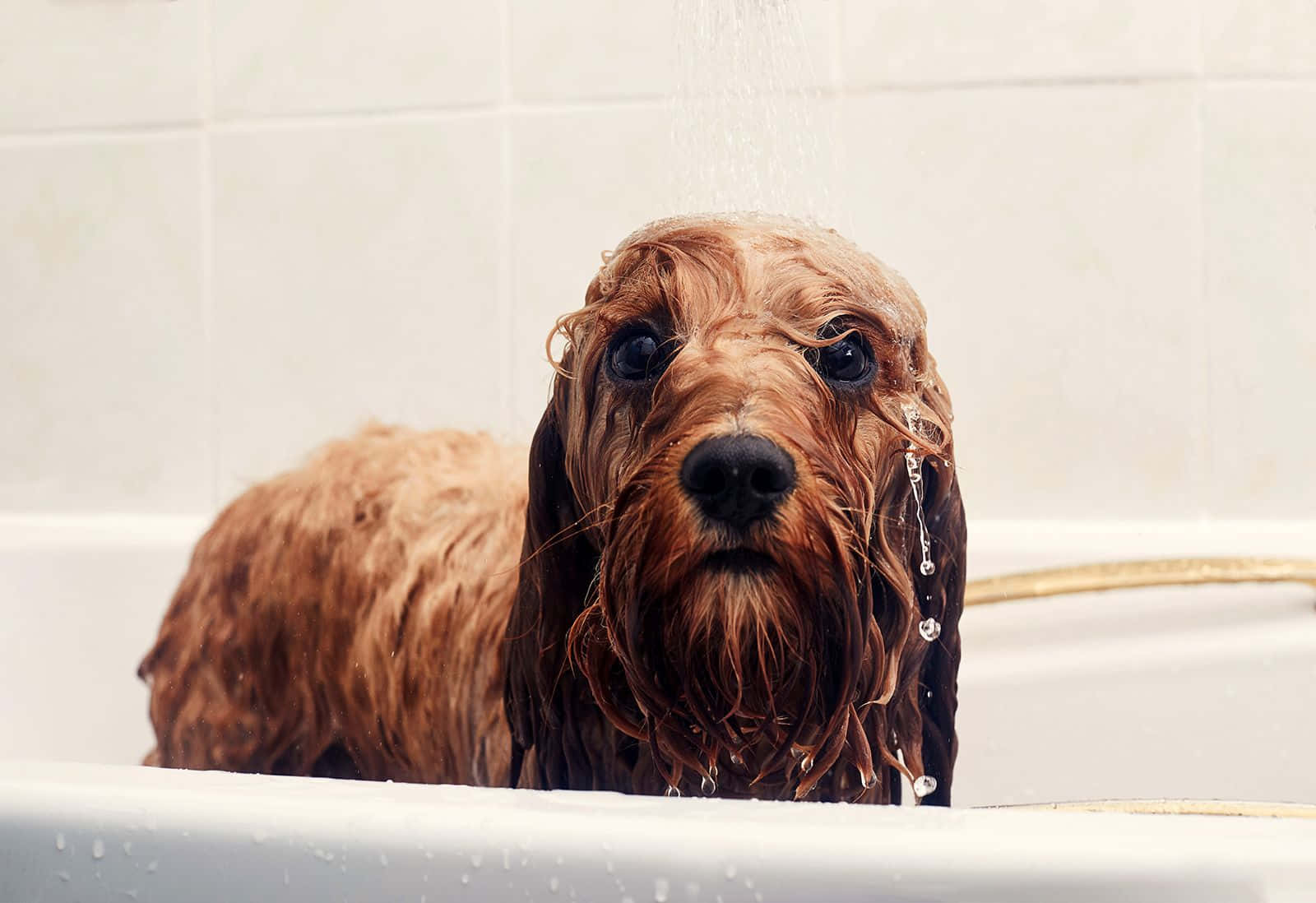 Adorable Wet Dog Splashing In The Water Wallpaper