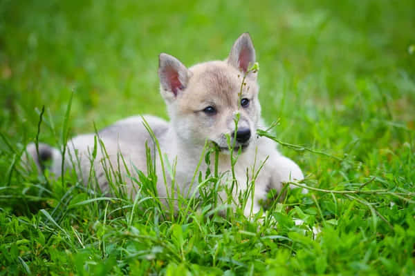 Adorable Wolf Pup Exploring Nature Wallpaper