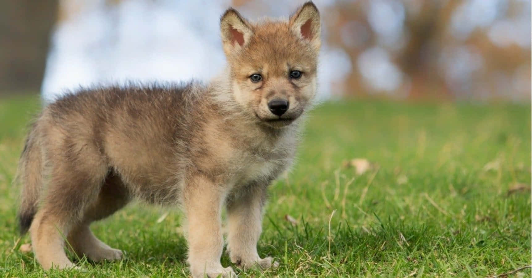 Adorable Wolf Pup Exploring The Forest Wallpaper