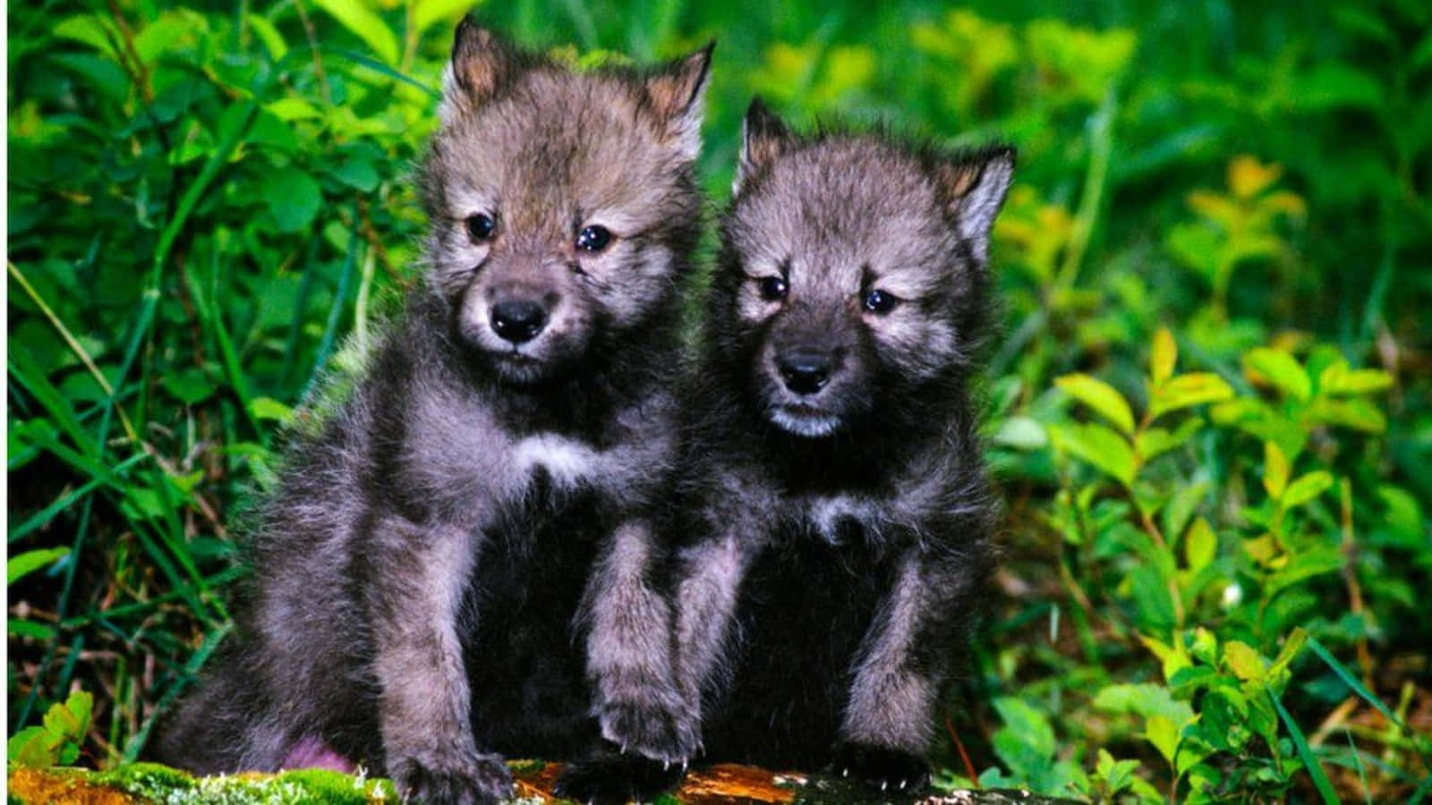 Adorable Wolf Pup Exploring The Wild Wallpaper