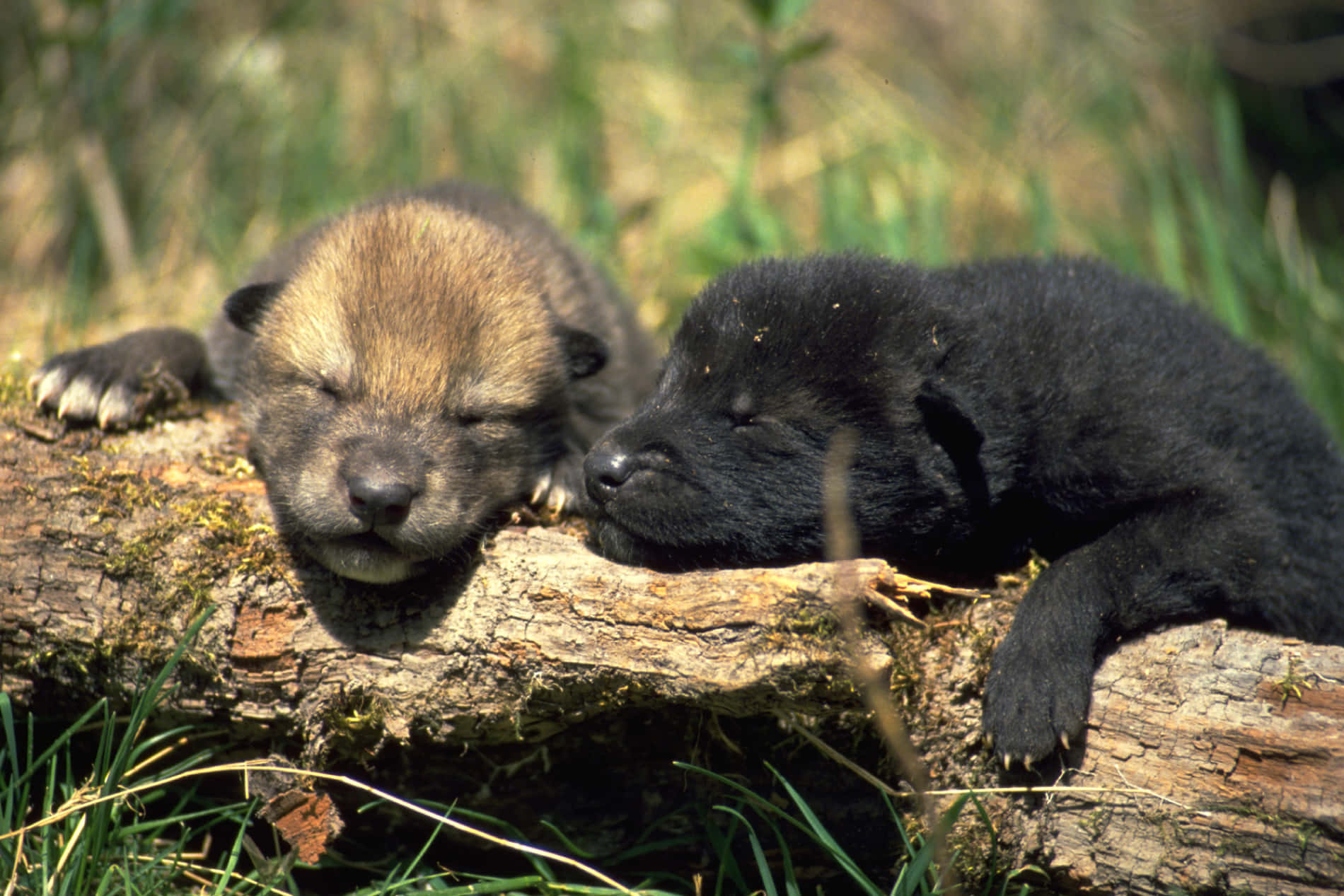 Adorable Wolf Pup Exploring The Wild Wallpaper