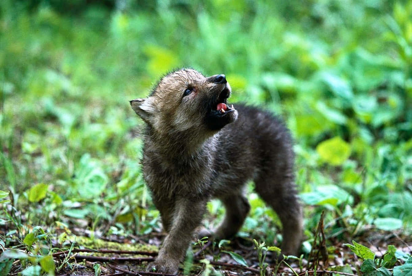 Adorable Wolf Pup Posing In The Wild Wallpaper