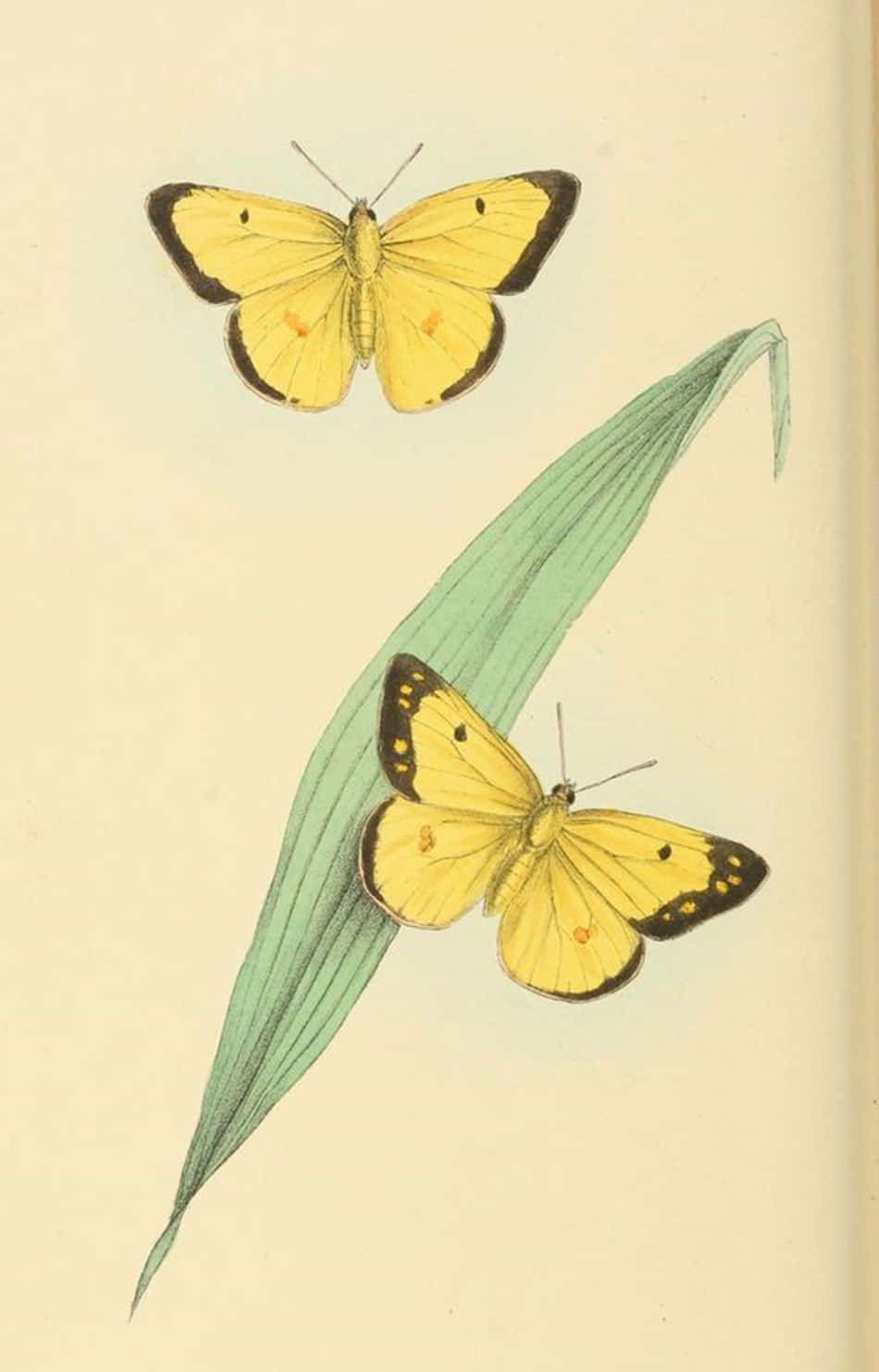 Adorable Yellow Butterflies Gathered Together In Nature Wallpaper