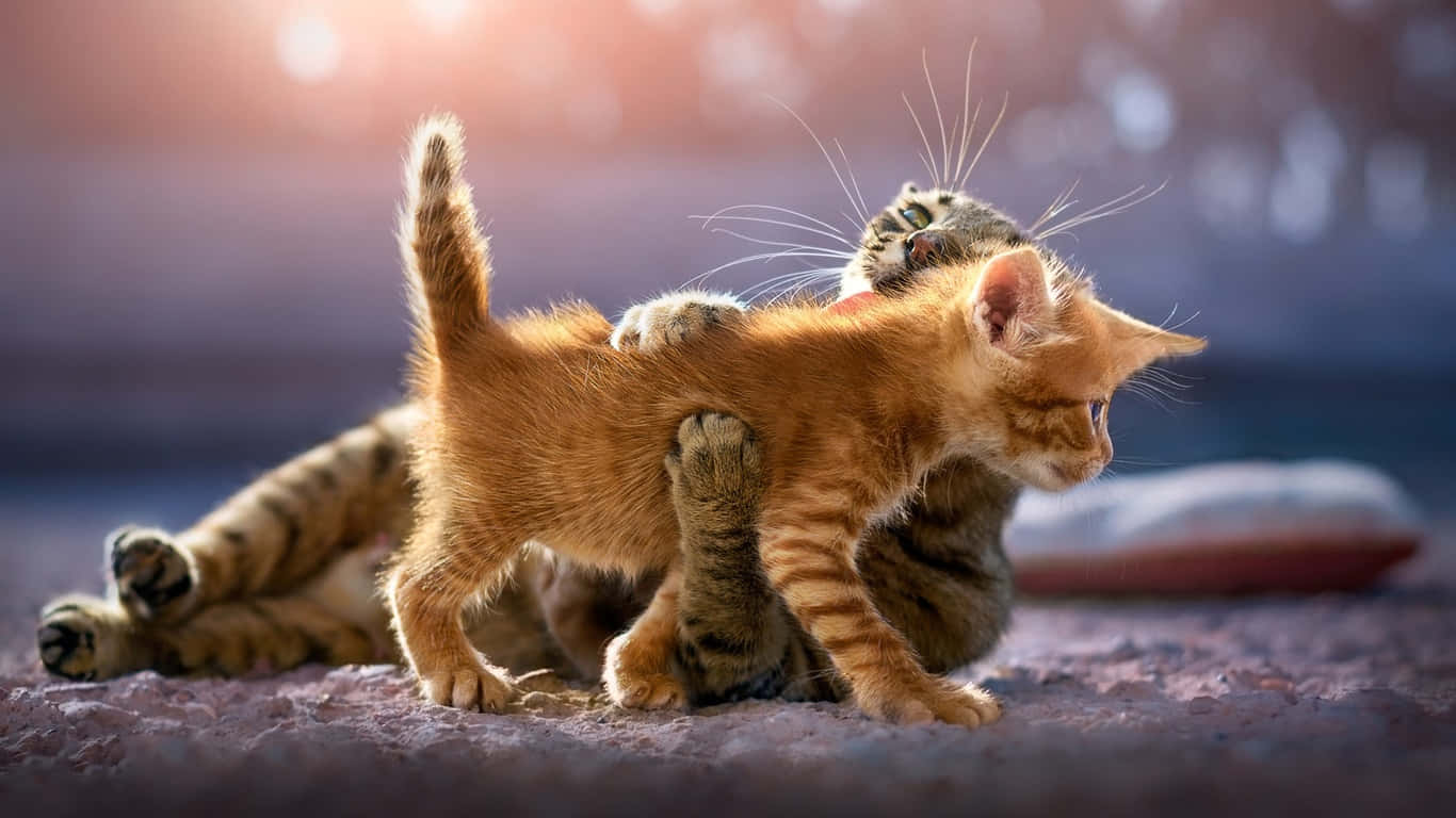 Adult Tabby Cat Hugs Cute Kitten Wallpaper