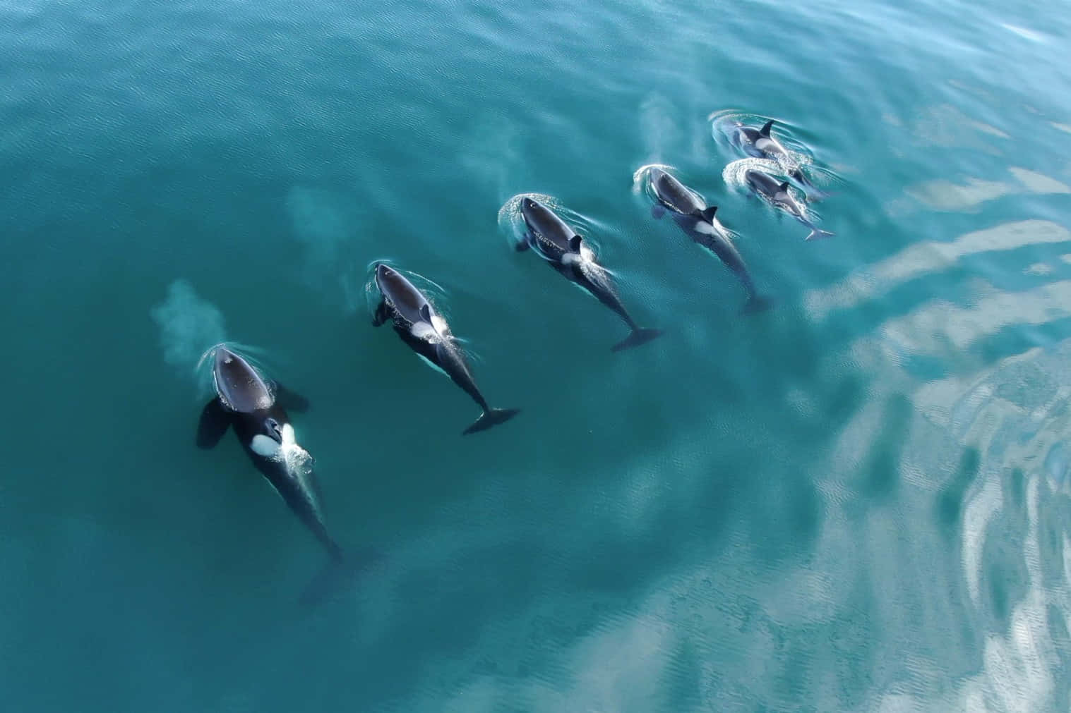 Aerial View Orca Pod Swimming Wallpaper