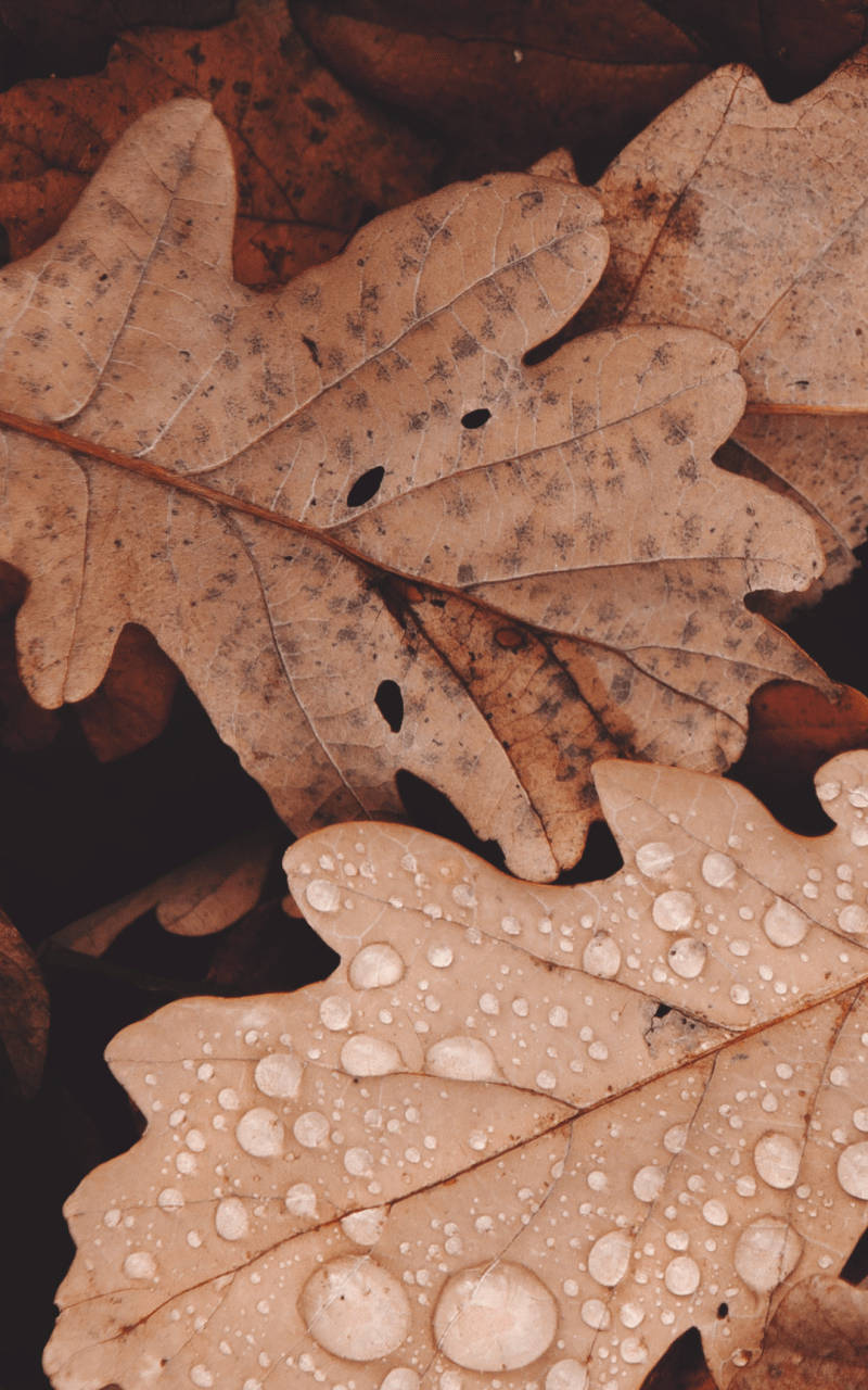 Aesthetic Brown Leaf Wallpaper