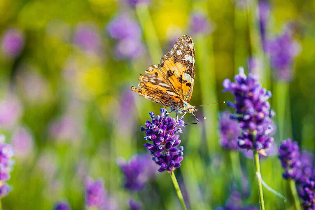 Aesthetic Butterfly Drinking Nectar Wallpaper