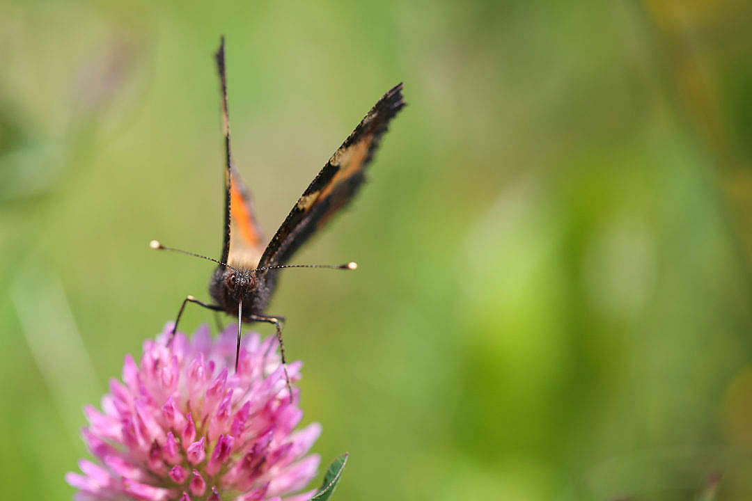 Aesthetic Butterfly On A Flower Wallpaper