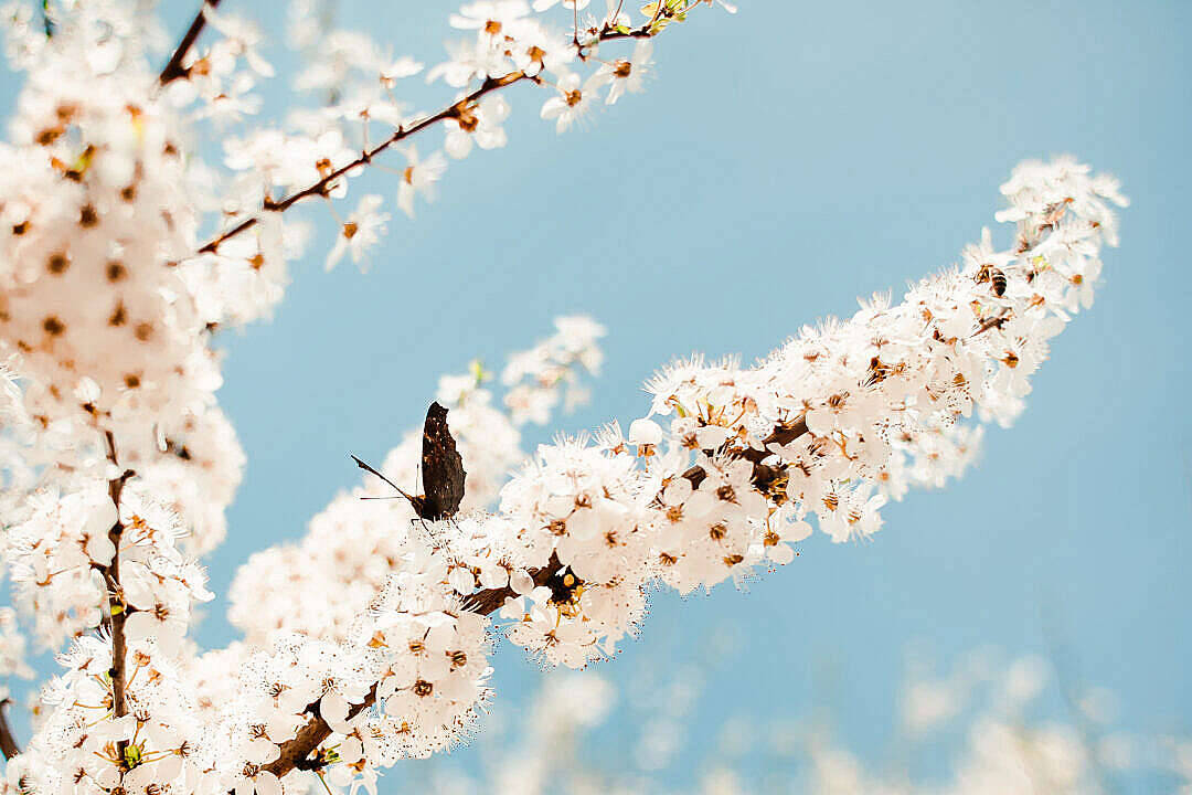 Aesthetic Butterfly On A Tree Wallpaper