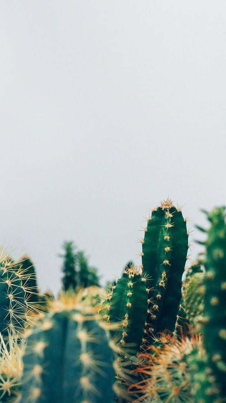 Aesthetic Cactus On Fields Wallpaper