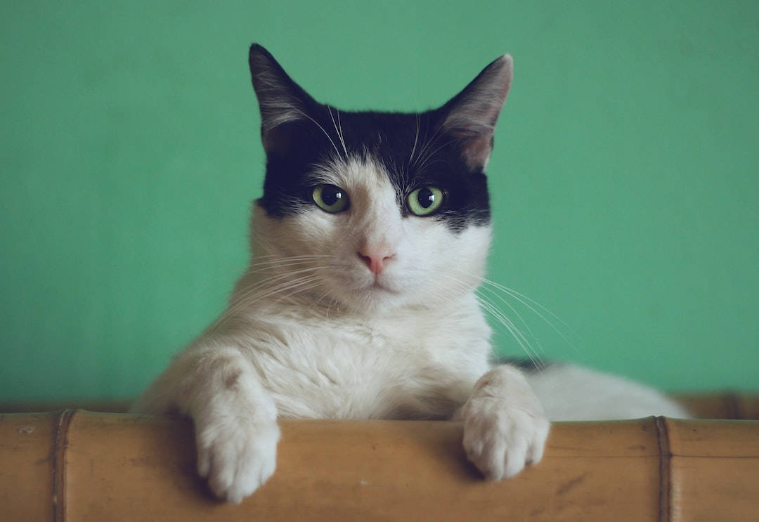 Aesthetic Cat In Bamboo Wallpaper