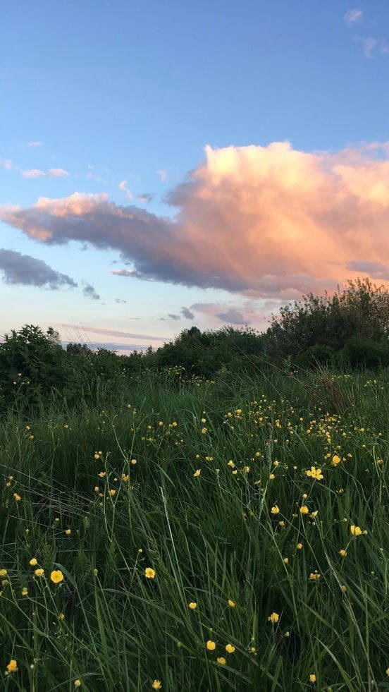 Aesthetic Cottagecore Yellow Flower Meadow Wallpaper