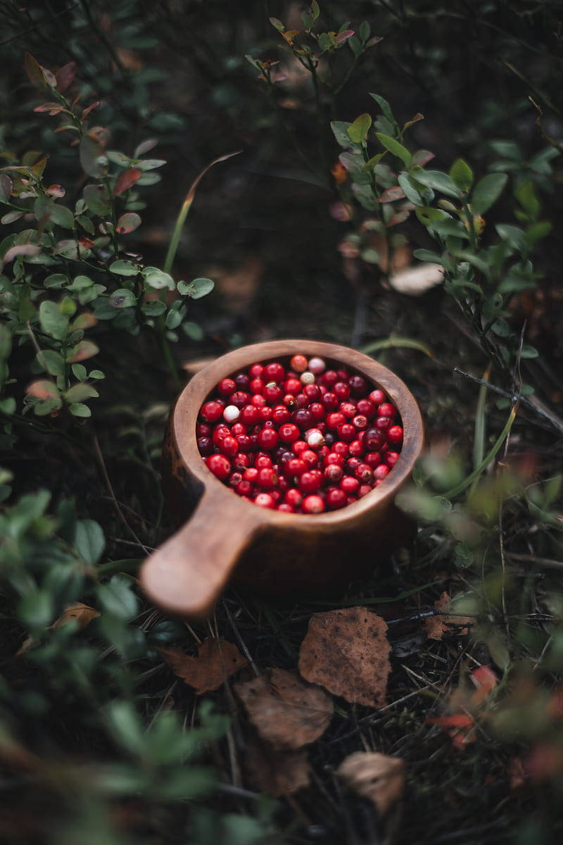 Aesthetic Cranberry Bowl Wallpaper