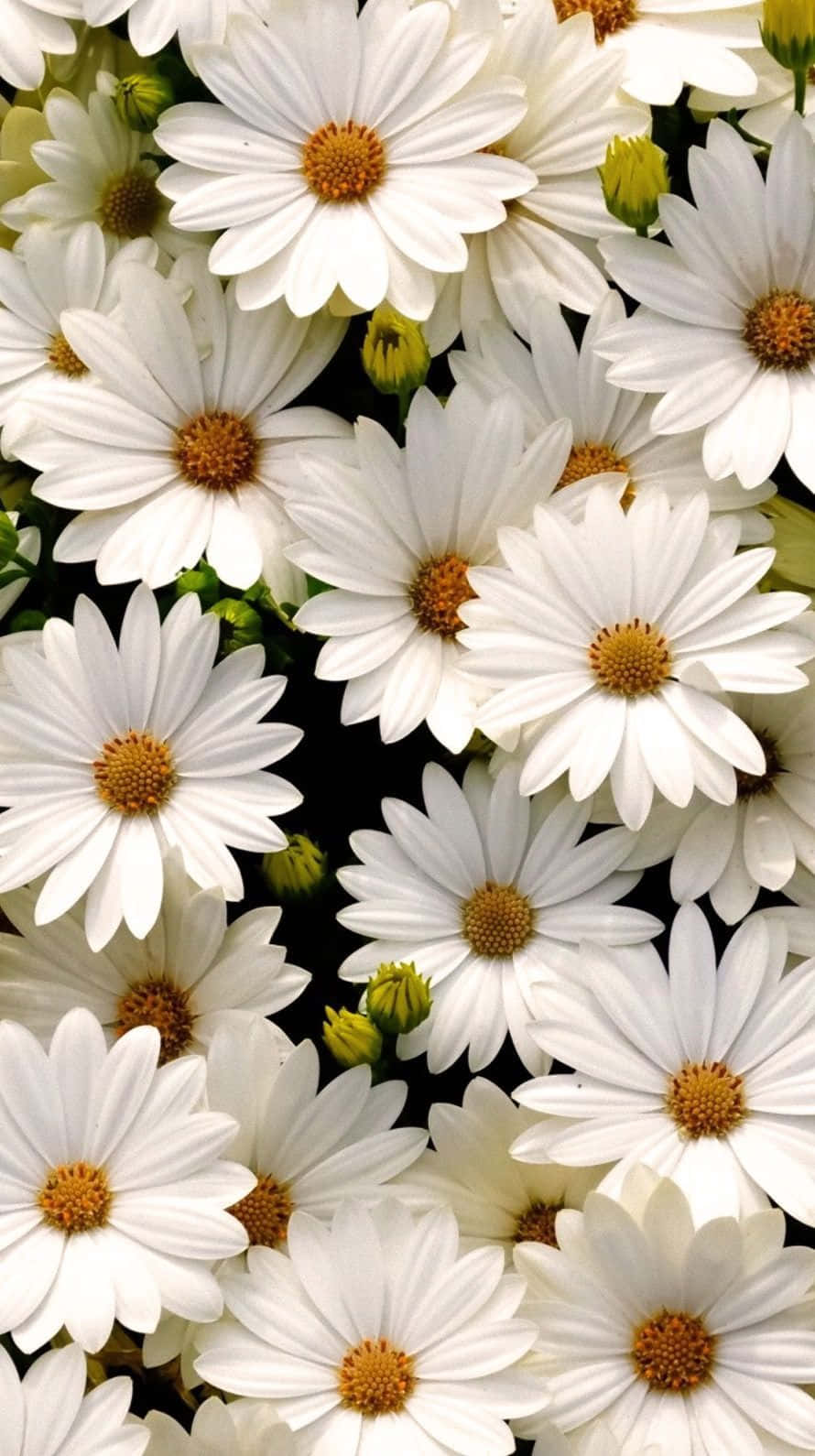 Aesthetic Daisy Blooming In The Meadow Wallpaper