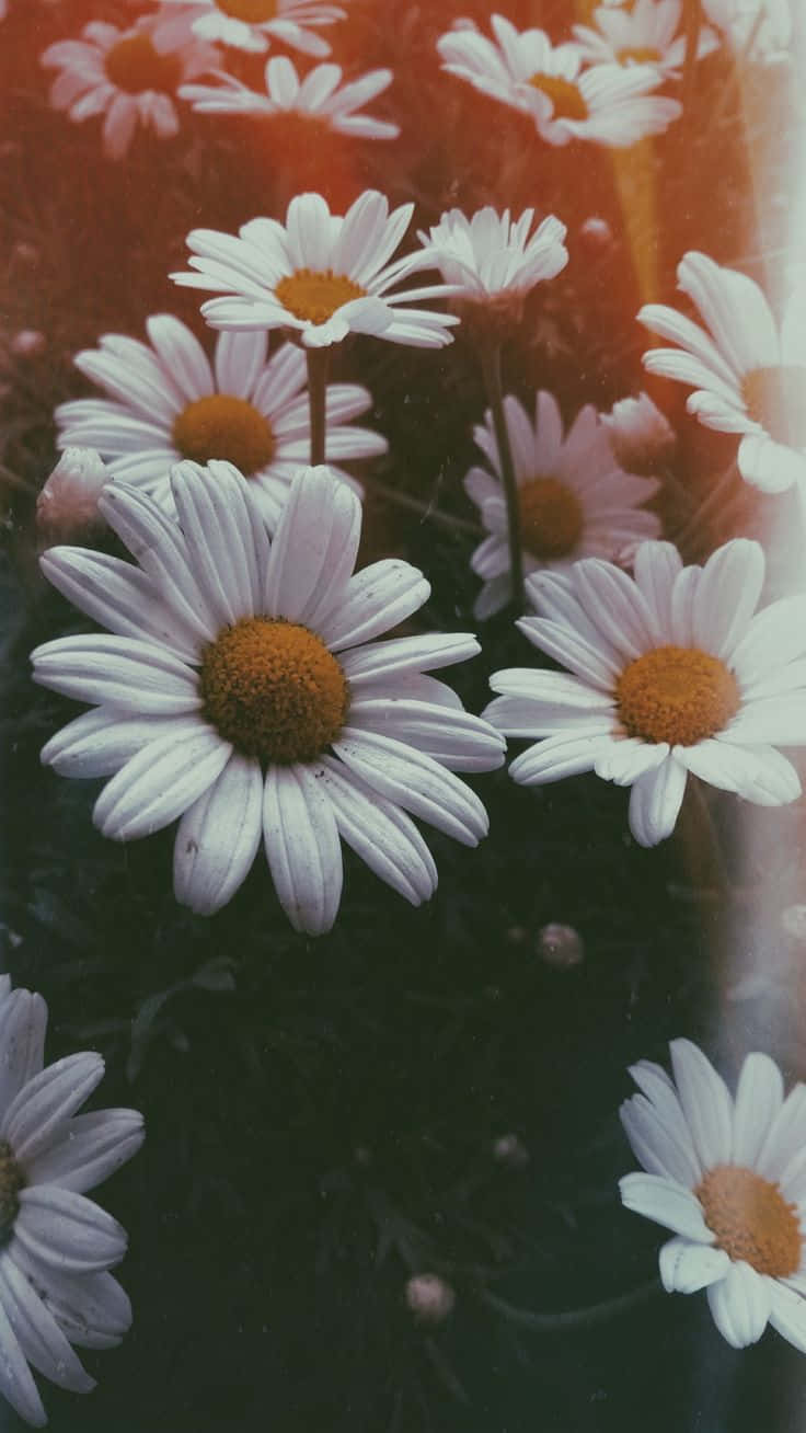 Aesthetic Daisy Film Camera Wallpaper