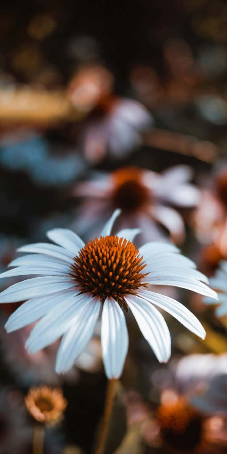 Aesthetic Daisy Macro Photogtaphy Wallpaper