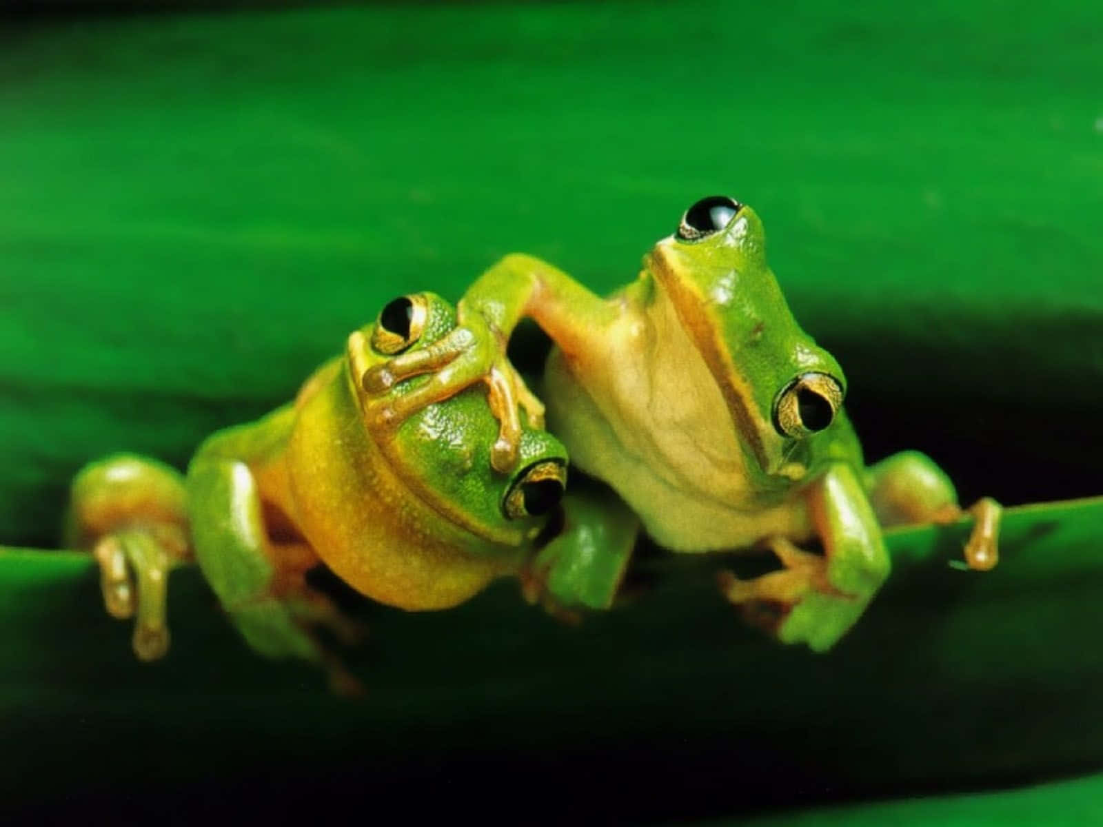 Aesthetic Frog Lounging On A Leaf Wallpaper