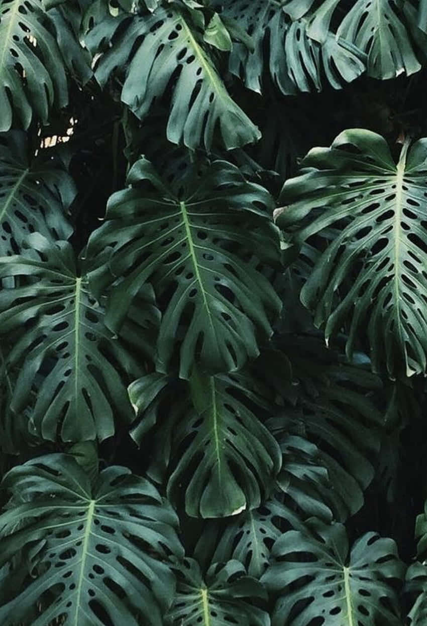 Aesthetic Palm Leaves Close-up Wallpaper