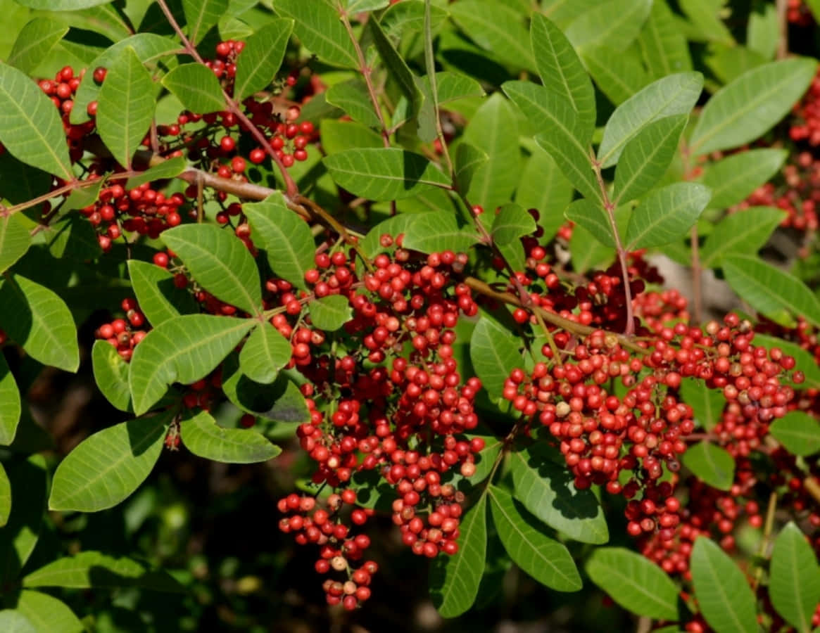 Aesthetic Pink Peppercorn Wallpaper Wallpaper