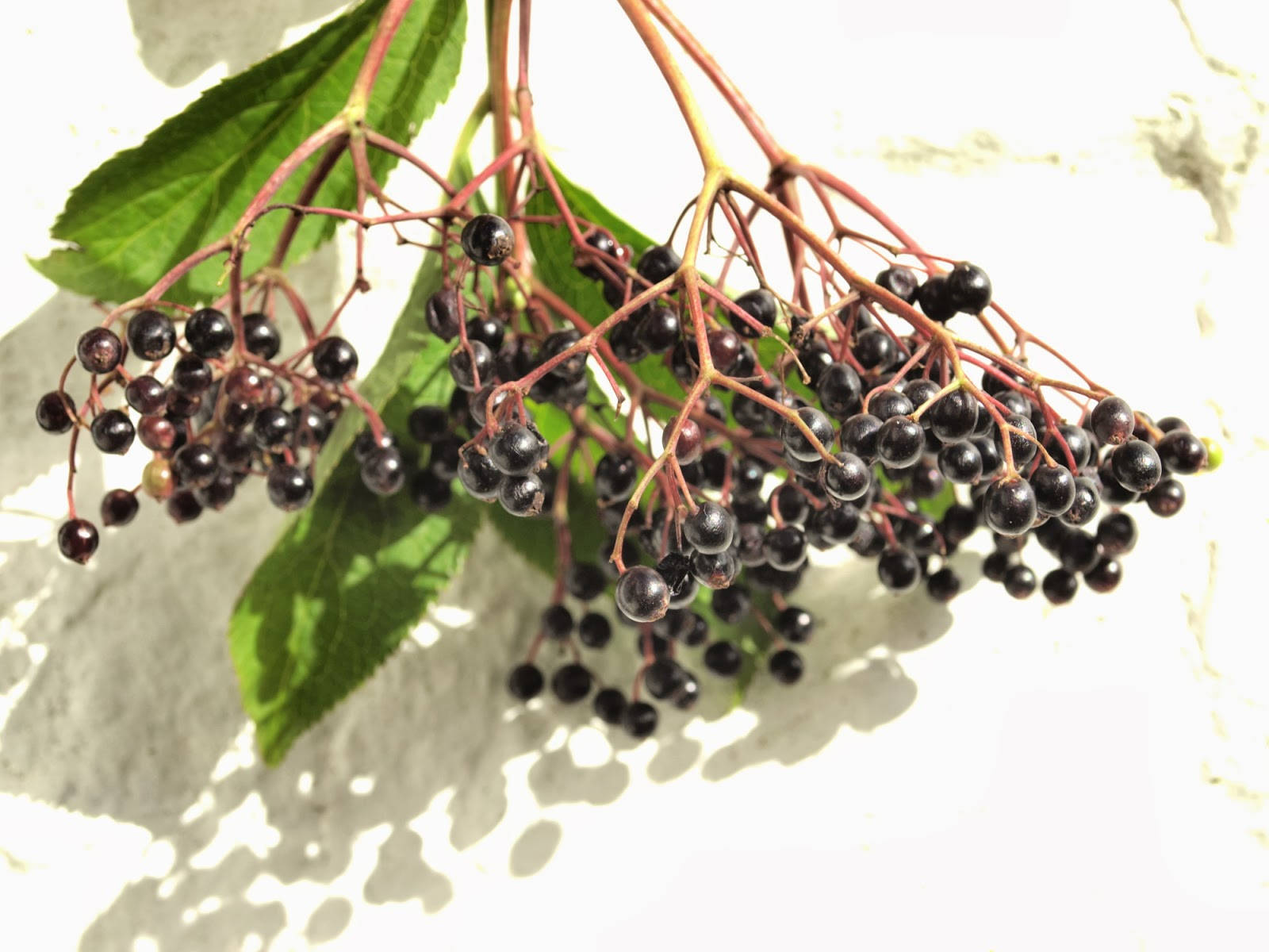 Aesthetic Purple Ripe Elderberry Fruits Wallpaper