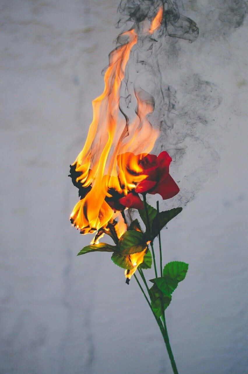 Aesthetic Red Rose On Fire Wallpaper