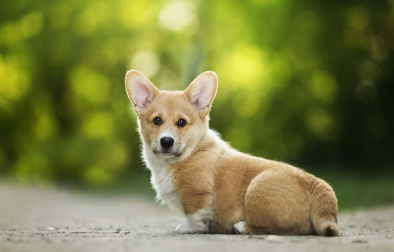 Aesthetic Shot Cute Corgi Wallpaper