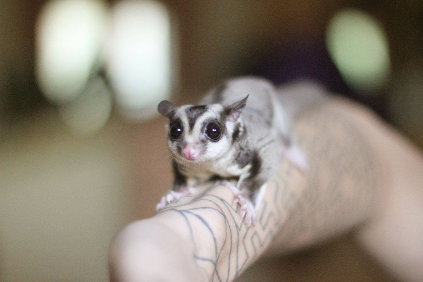 Aesthetic Sugar Glider Wallpaper