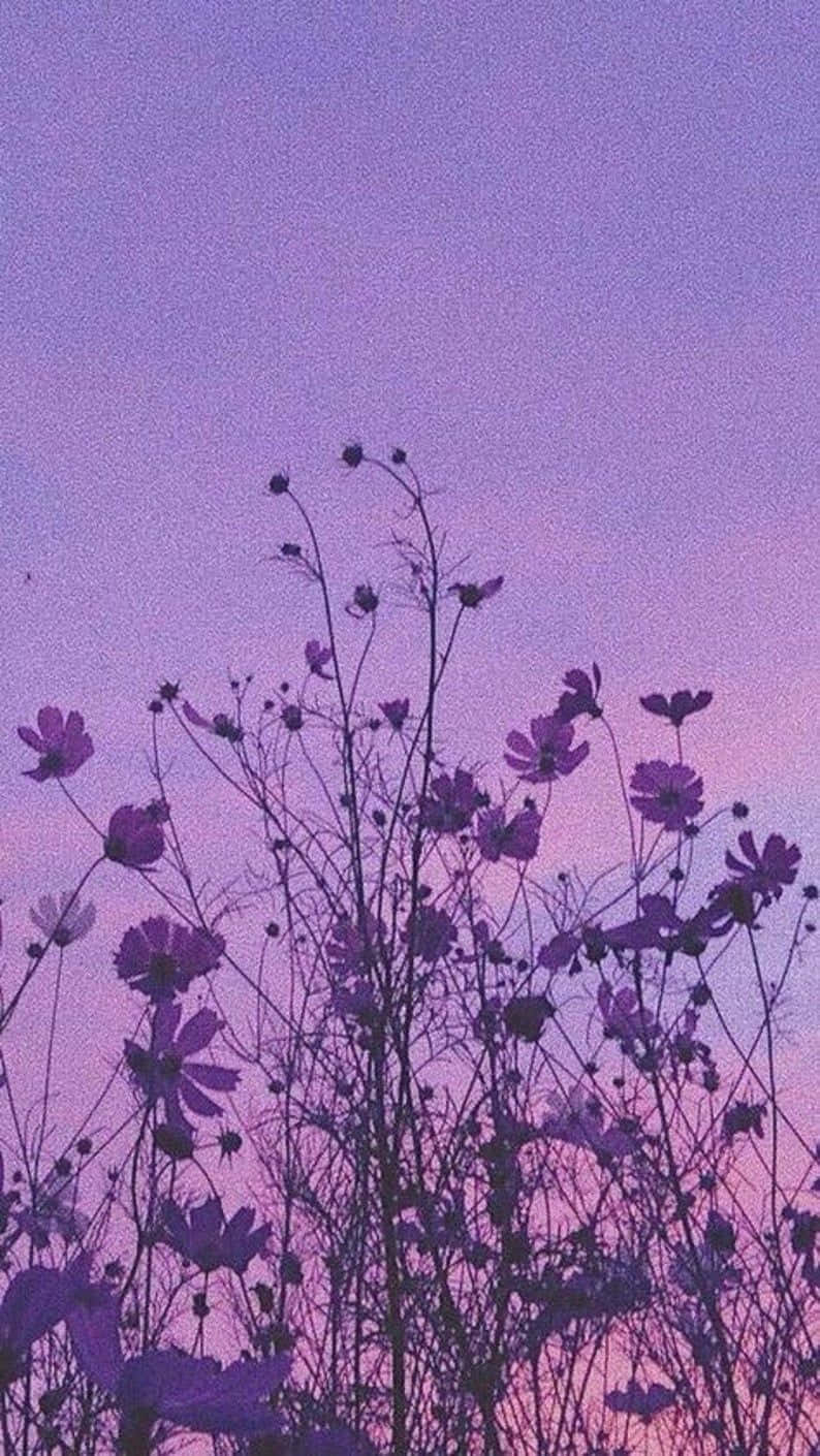 Aesthetic Vintage Purple Cosmos Wallpaper