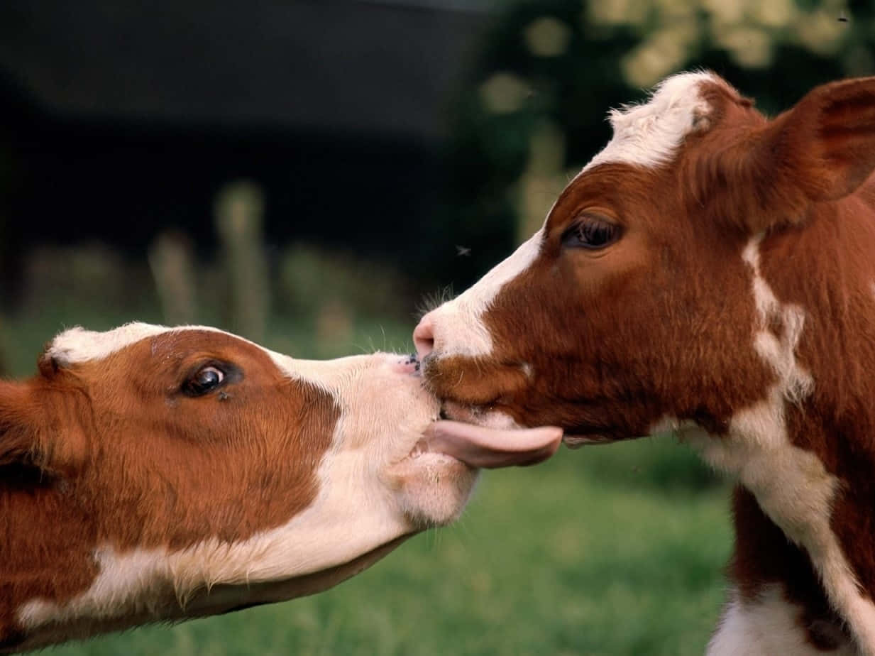 Affectionate Calf Moment Wallpaper