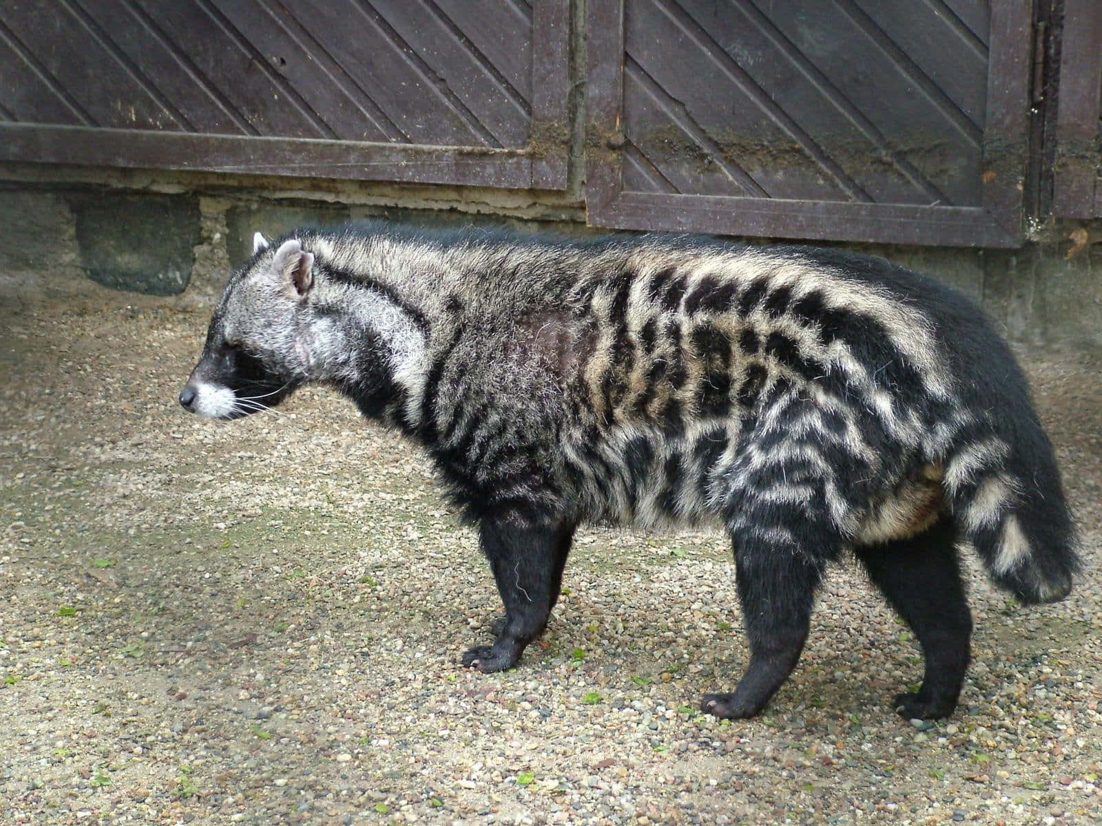 African Civet Walking Outdoors Wallpaper