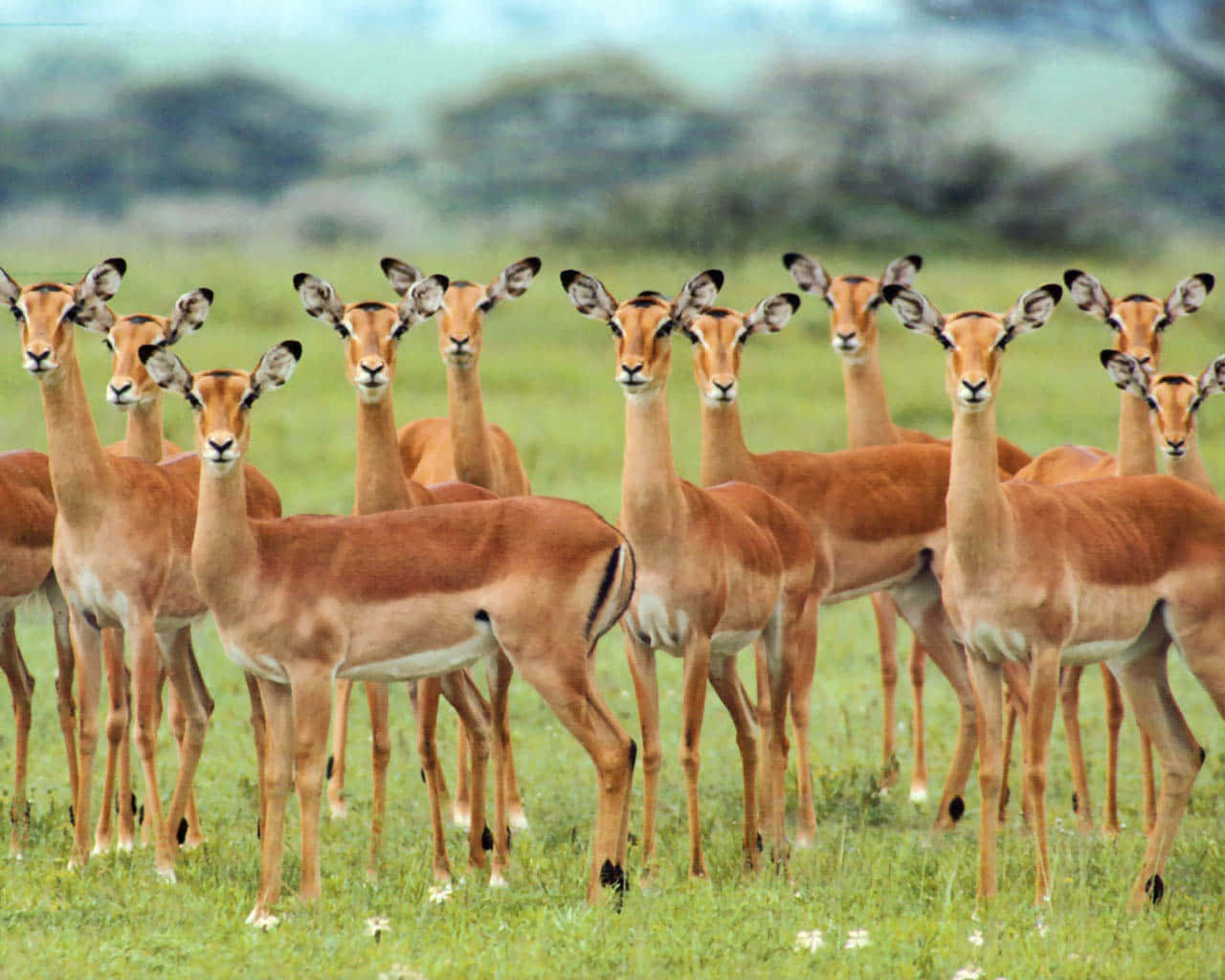 African Lion Roaming Through Serengeti Wallpaper