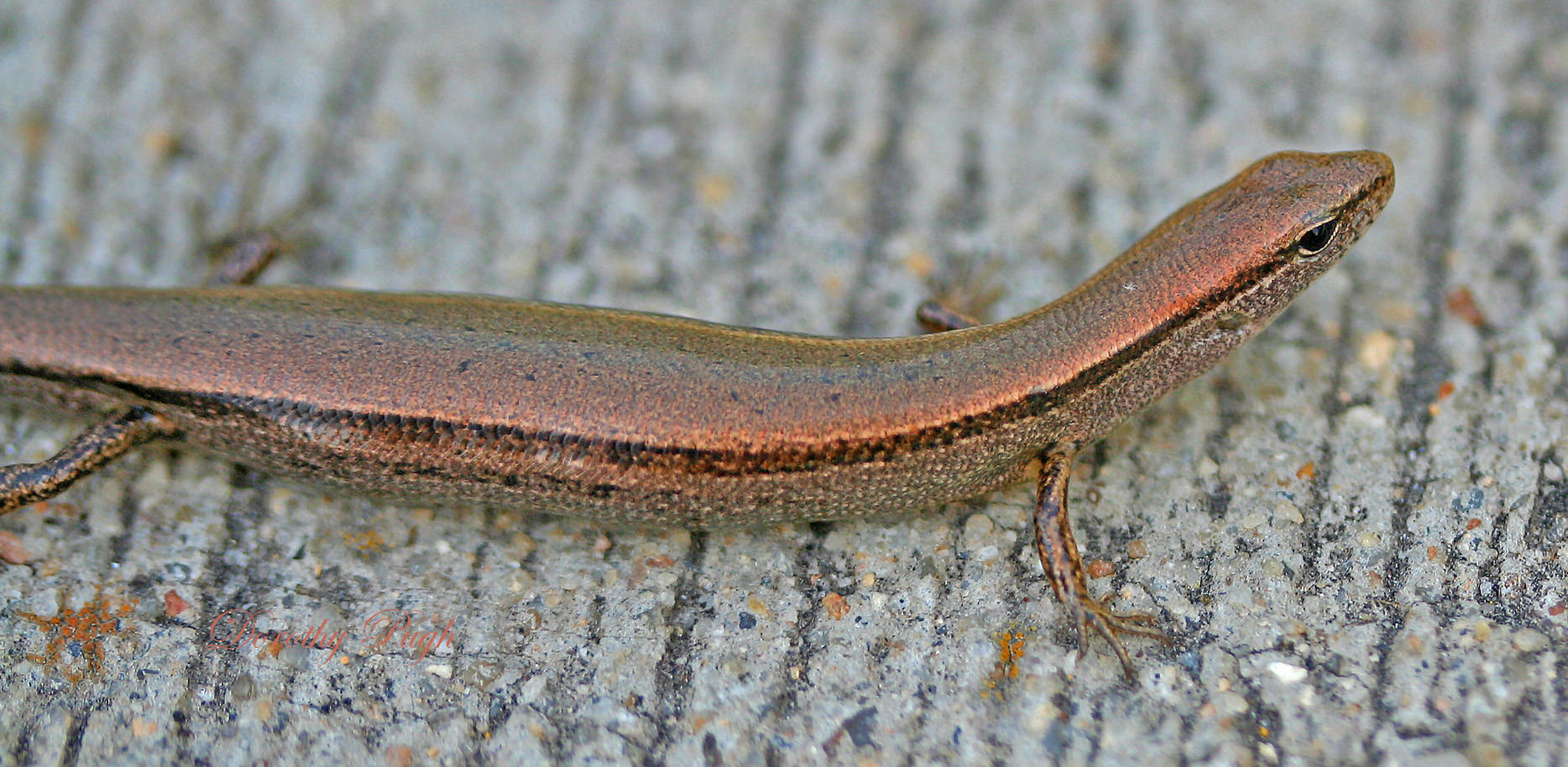 African Striped Brown Ground Skink Wallpaper