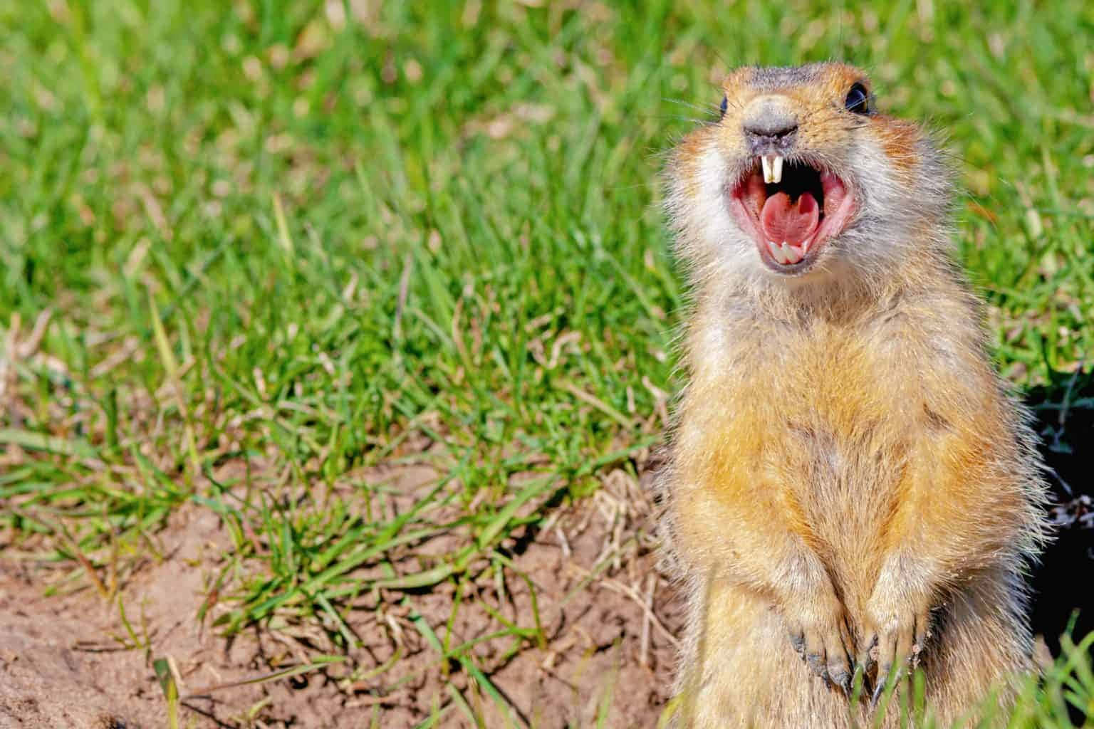 Agitated Gopher In Grass.jpg Wallpaper