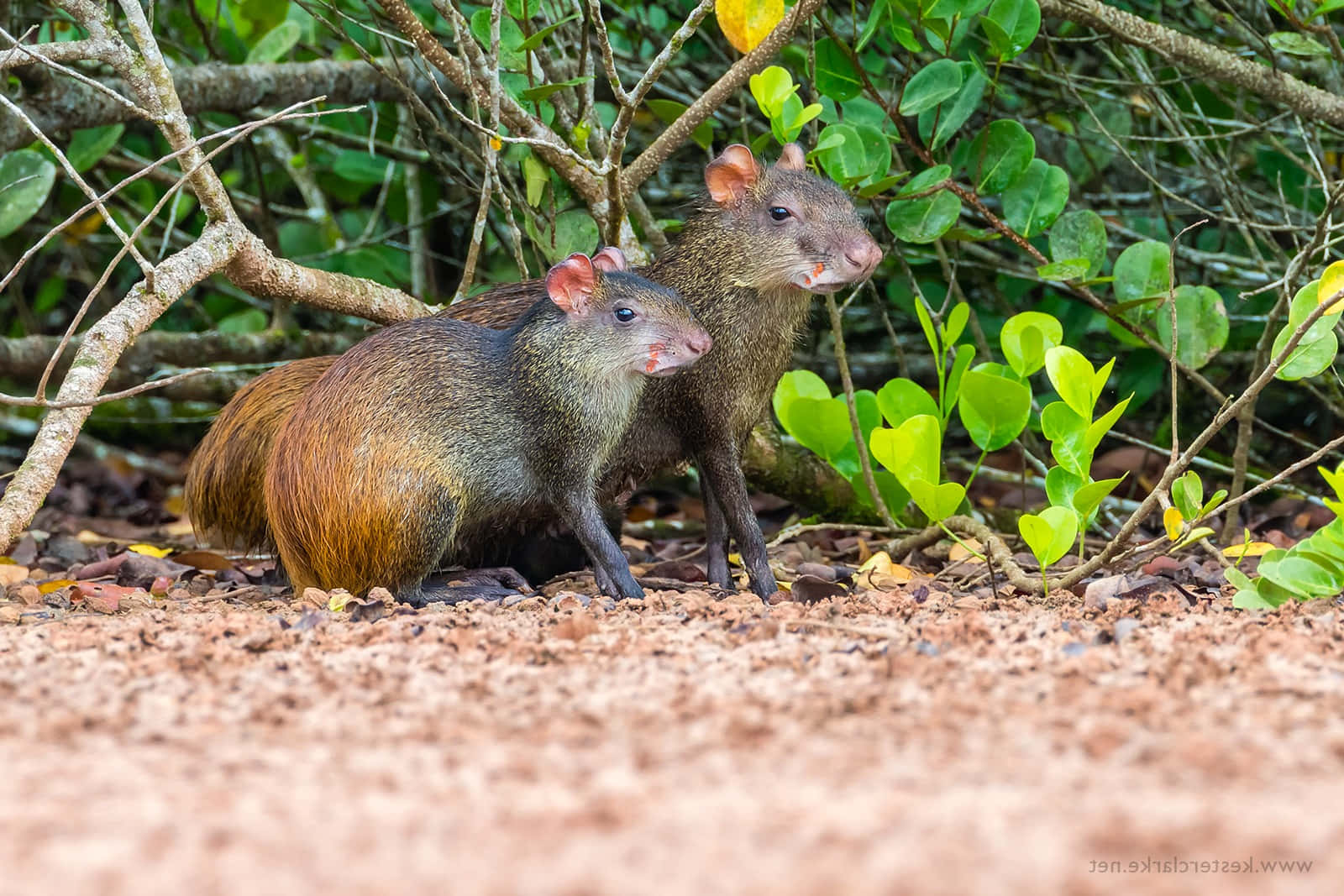 Agouti Duoin Habitat.jpg Wallpaper