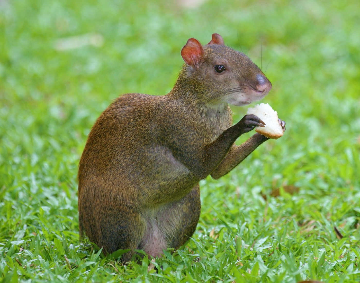 Agouti Eatingin Grass Wallpaper