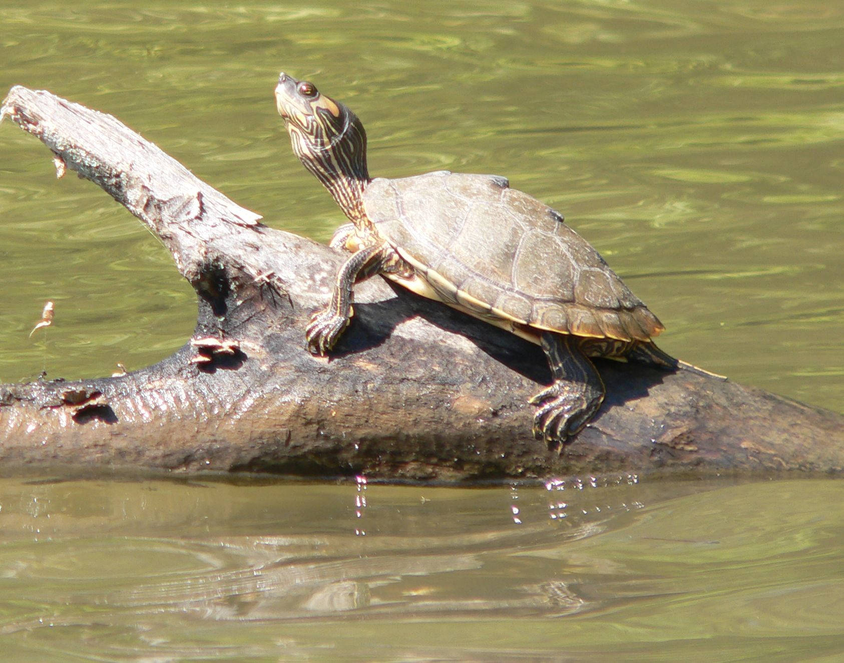 Alabama Map Turtle Rides A Log Wallpaper