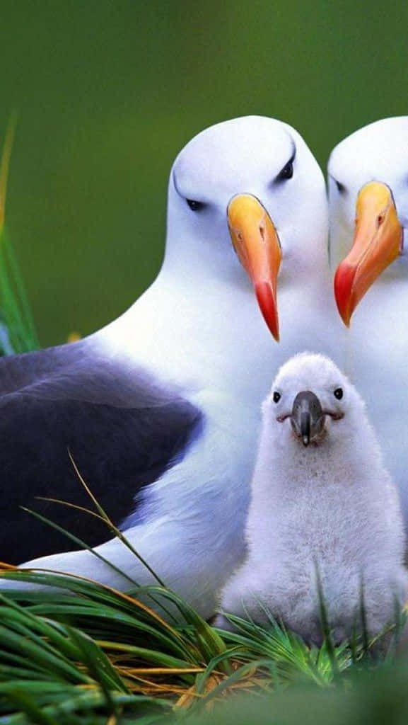 Albatross Family Portrait Wallpaper