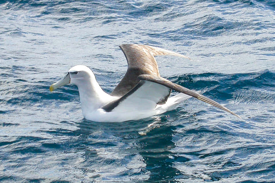 Albatross Gliding Over Ocean Wallpaper