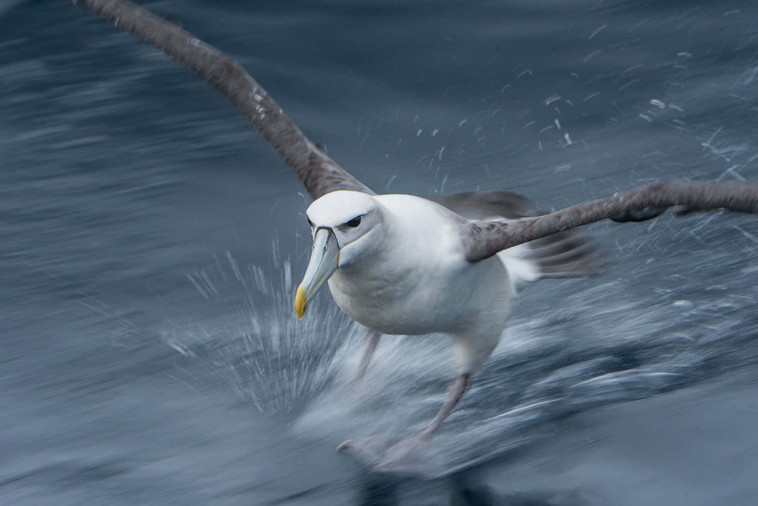 Albatross Gliding Over Water.jpg Wallpaper