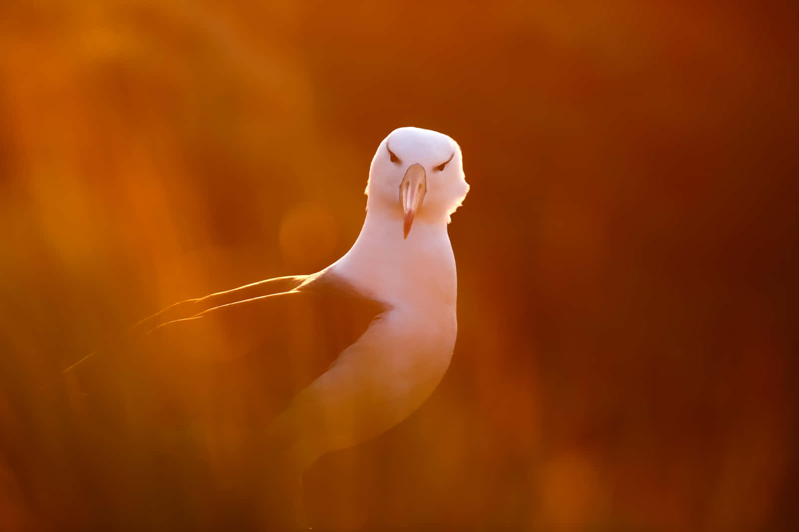 Albatrossin Golden Light Wallpaper