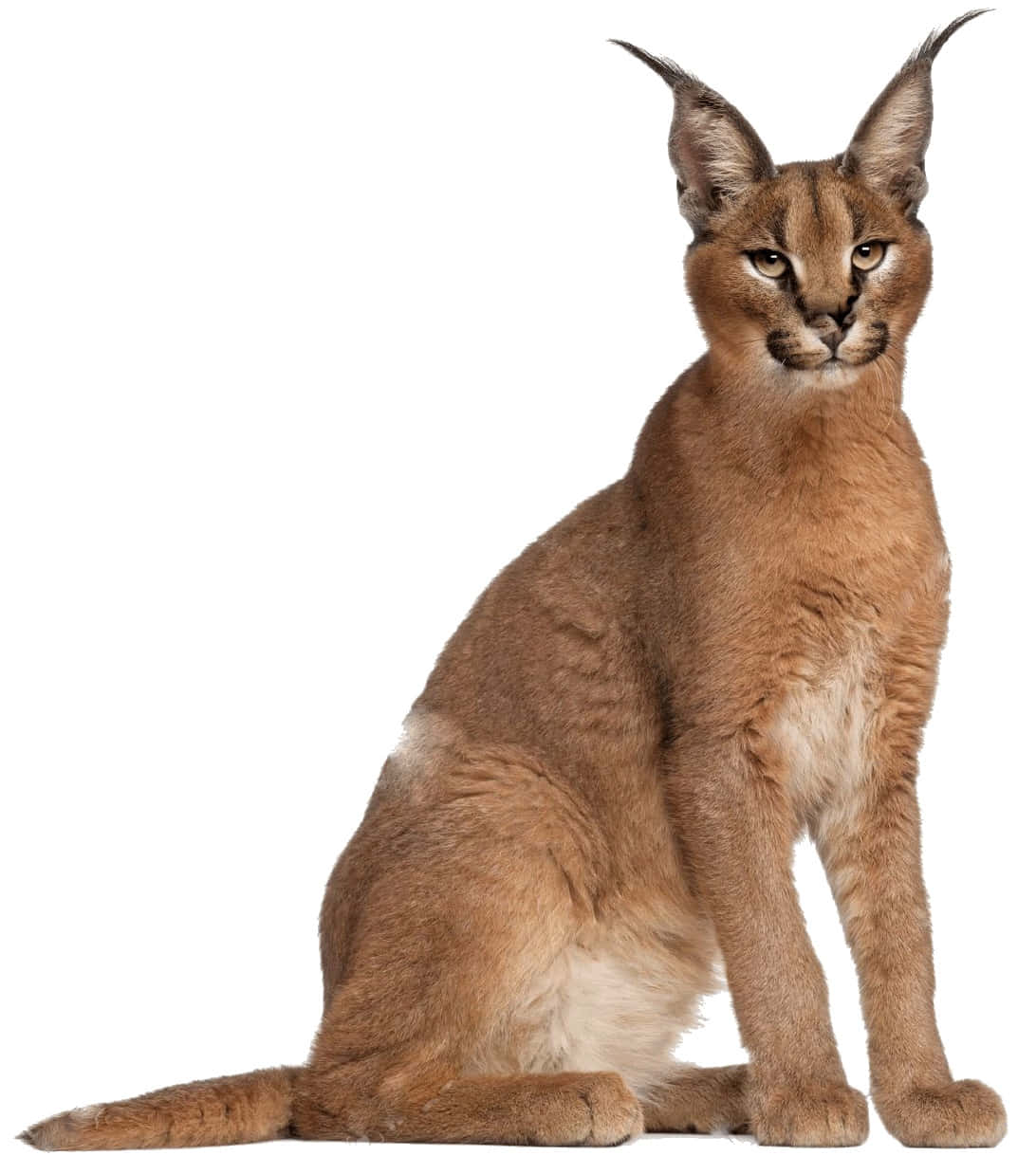 Alert Caracal Cat Portrait Wallpaper