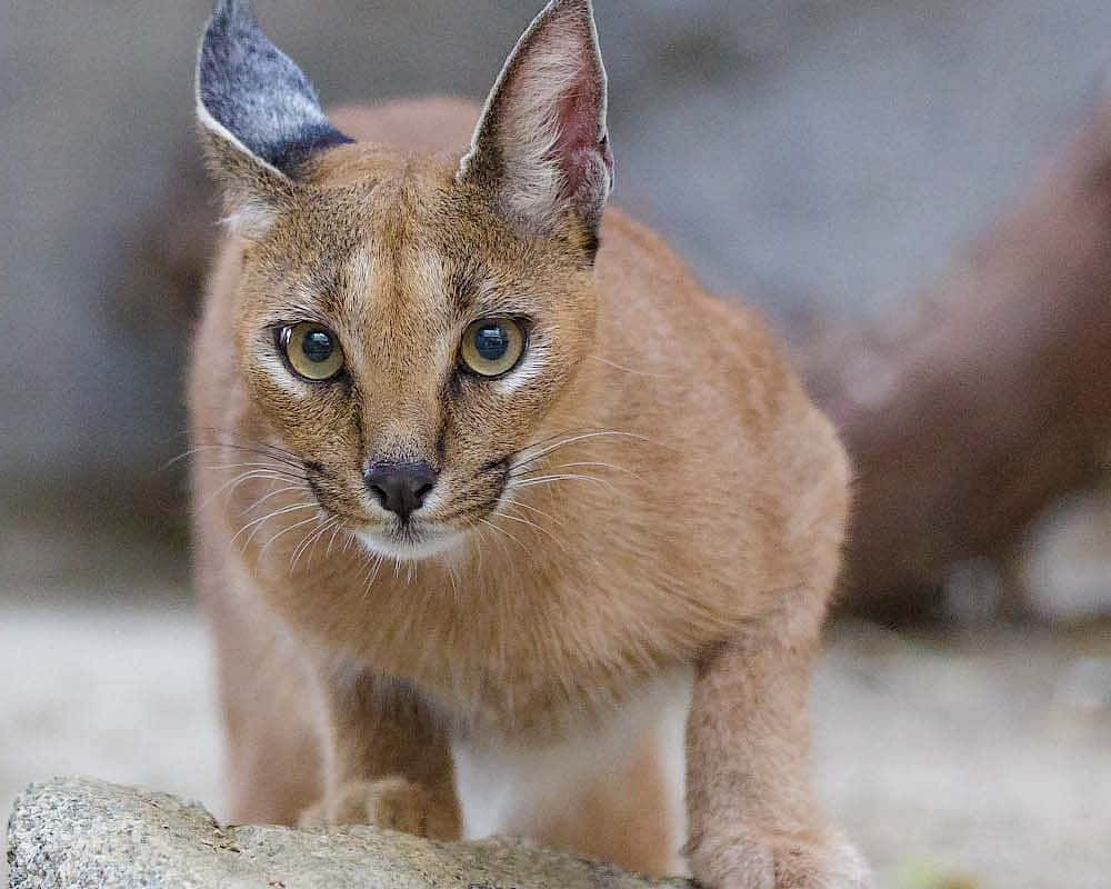 Alert Caracal Close Up Wallpaper