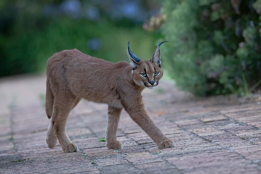 Alert Caracal On The Move.jpg Wallpaper