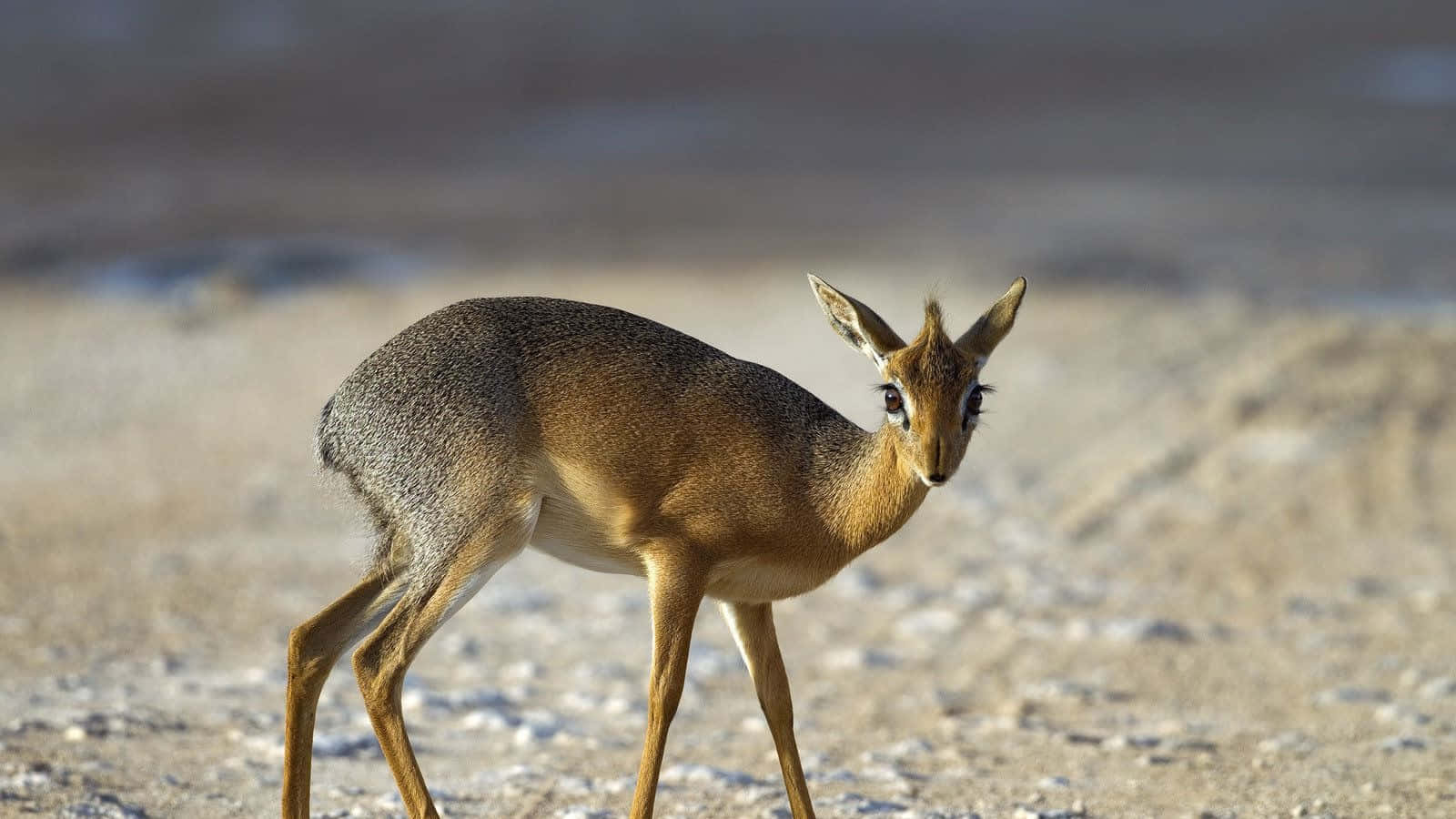 Alert Dik Dikin Habitat.jpg Wallpaper